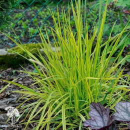 Лисохвост луговой Ауреовариегатус