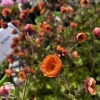 Geum Tempo Orange Гравилат Темро Оранж фото 3 