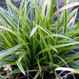 Осока Моррова Ауреовариегата