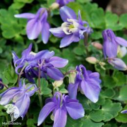 Аквилегия вееровидная Камео Блю энд Уайт