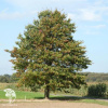 Дуб болотный Quercus palustris фото 3 