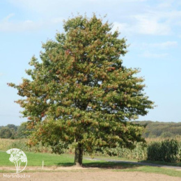 Дуб болотный Quercus palustris