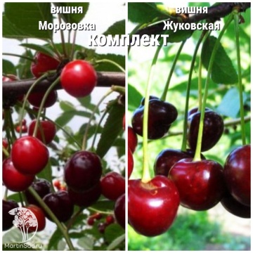Фото Сверхвыгодный комплект! Вишня Морозовка + опылитель вишня Жуковская (дюк)