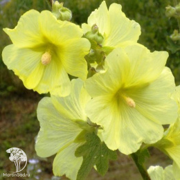 Мальва жёлтая