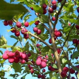 Яблоня декоративная Фредерик Шопен