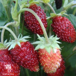 Земляника Александрия