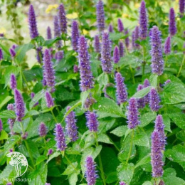 Многоколосник фенхельный