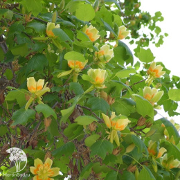 Лириодендрон тюльпанный