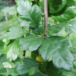 Боярышник обыкновенный Аурикулата