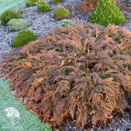 Микробиота перекрестнопарная Голдспот