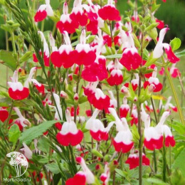 Набор для цветущей ароматной грядки шалфей Хот Липс + Мерло Блю + Мерло Роуз