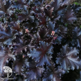 Сверхвыгодный микс! Гейхера Блэк Таффета + Гейхера Глитер + Гейхера Обсидиан