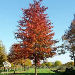 Дуб болотный Quercus palustris