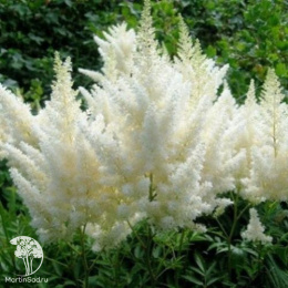 Астильба Арендса Диамант