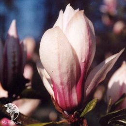 Магнолия обнаженная Пурпурасенс