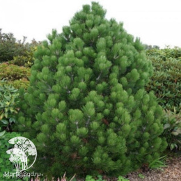 Сосна белокорая Компакт Джем в контейнере