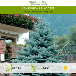 Ель колючая Костер