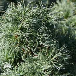 Сосна веймутова Грин Твист