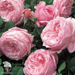 Роза Английская Спирит оф Фридом