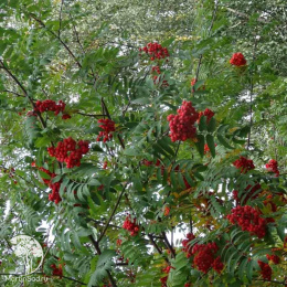 Рябина Сахарная Петрова