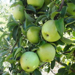 Яблоня Семеренко