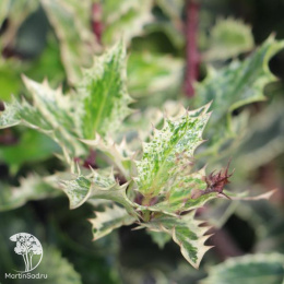 Падуб остролистный Инграмии