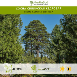 Сосна сибирская кедровая