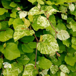 Бук лесной Рольф Маркгуардт