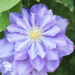 Фото Клематис крупноцветковый Блю Даймонд