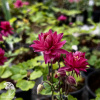 Aquilegia vulgaris Clementine Red Аквилегия обыкновенная Клементин Ред фото 3 