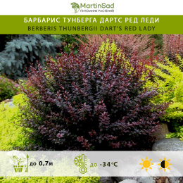 Барбарис тунберга Дартс Ред Леди