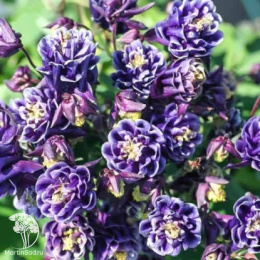 Аквилегия Башня темно-синяя, обыкновенная серия Лавандовые грезы Н20 DH