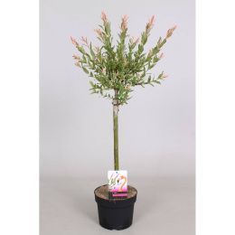 Ива цельнолистная Фламинго на штамбе