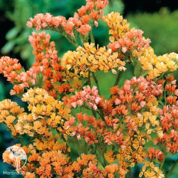 Статице Конек-Горбунок (вид: выемчатый, нежно-абрикосовый)