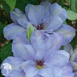 Клематис Блю Котильон