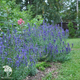 Иссоп лекарственный синий