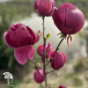 Магнолия Антье Занди фото 5 