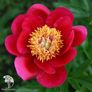 Фото Пион древовидный Фэйри Принцесс