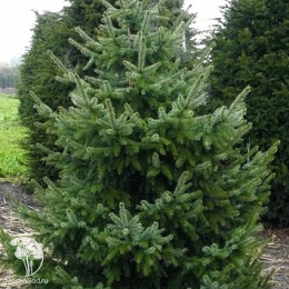 Ель новогодняя Сербская 40-60 см