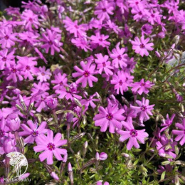 Флокс шиловидный Форт Хилл