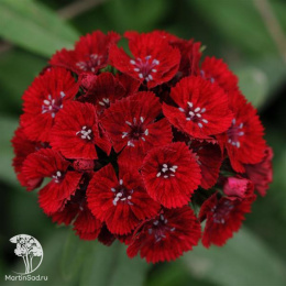 Гвоздика (бородатая) Турецкая Аллегро