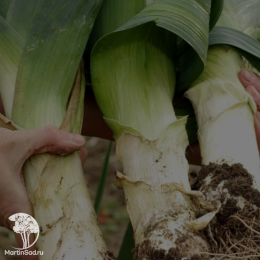 Лук порей Элефант