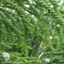 Криптомерия японская Расен