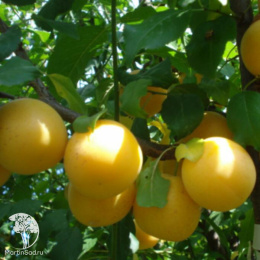 Шарафуга жёлтая