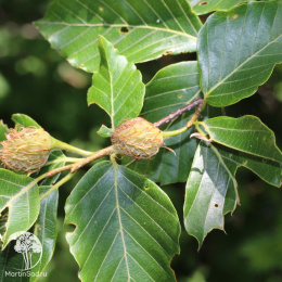Бук городчатый Маунт Фуджи