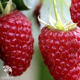 Малина Татьяна