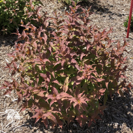 Диервилла блестящая Кодиак Ред