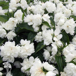 Чубушник гибридный Жемчуг