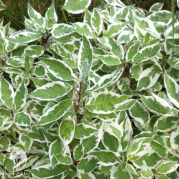 Дёрен белый Айвори Хало на штамбе