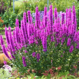 Дербенник ивоподобный Леди Сэквилл